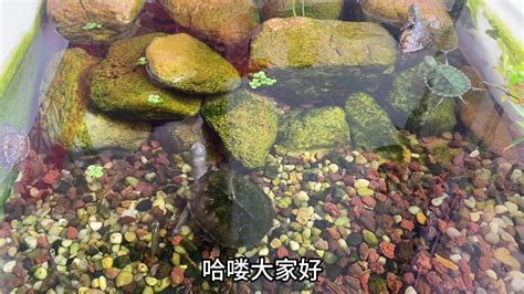 乌龟风水摆设